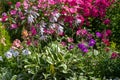 Cheerful sunny summer flower border with blooming  Hosta `Francee`, mix of pink phloxes , Pink Lavatera, mix of Petunia Royalty Free Stock Photo