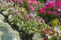 Cheerful sunny summer flowerbeds with blooming  Hosta `Francee`, mix of pink phloxes , Pink Lavatera, blue purple Lobelia Royalty Free Stock Photo