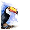 A cheerful toucan sits and looks at you