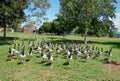 Cheerful, white and black Magpie geese, coming towards the camara asking for a feed. The grounds of Wagaman primary school. D