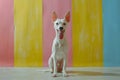 Cheerful White Dog with Erect Ears Sitting Against Colorful Pastel Background in a Professional Pet Portrait