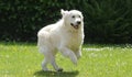 A white English Golden Retriever jumping through the castle park Royalty Free Stock Photo