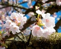 Cheerful white and pink cherry blossoms are clustered by a moss crusted tree branch