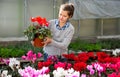 Cheerful woman florist holding potted flowers cyclamen