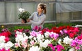 Cheerful woman florist holding potted flowers cyclamen