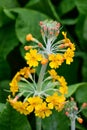 Cheerful yellow flowers of a Candelabra Primrose blooming in a spring garden Royalty Free Stock Photo