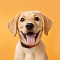 Cheerful Yellow Lab Puppy In High-resolution Photography Royalty Free Stock Photo