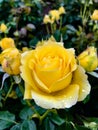 Cheerful yellow rose on a rainy day
