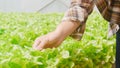 Cheerful young attractive Asia guy farmer checking research quality of green oak from hydroponics vegetable farm in greenhouse