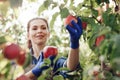 Cheerful young attractive lady farmer in gloves picks red organic apples from tree with green leaves Royalty Free Stock Photo