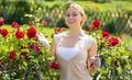 Blond woman taking care of red rose bushes Royalty Free Stock Photo