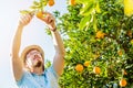 Cheerful young man harvests oranges and mandarins Royalty Free Stock Photo