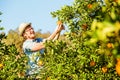 Cheerful young man harvests oranges and mandarins Royalty Free Stock Photo