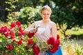 Cheerful young woman working with bush roses with horticultural