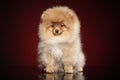 Zwerg Spitz puppy on red background