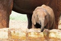 Cheerfull baby elephant