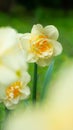 Cheerfulness Narcissus, Double Daffodil bloom, vertical, close up photo Royalty Free Stock Photo