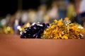 Cheerleader Poms Royalty Free Stock Photo