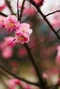 Cheery blossom Royalty Free Stock Photo