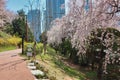 Cheery blossom blooming in haeundae, Busan, South Korea, Asia Royalty Free Stock Photo