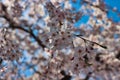 Cheery blossom blooming in haeundae, Busan, South Korea, Asia Royalty Free Stock Photo