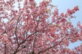 Cheery Blossom is blooming in Japan Royalty Free Stock Photo