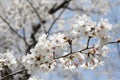 Cheery Blossom is blooming in Japan Royalty Free Stock Photo