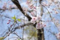 Cheery Blossom is blooming in Japan Royalty Free Stock Photo