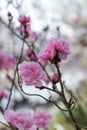 Cheery Blossom is blooming in Japan Royalty Free Stock Photo