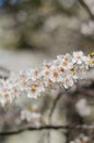 Cheery blossom flowers on spring day Royalty Free Stock Photo