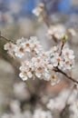 Cheery blossom flowers on spring day Royalty Free Stock Photo