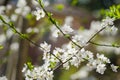 Cheery blossom flowers on spring day Royalty Free Stock Photo