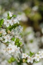 Cheery blossom flowers on spring day Royalty Free Stock Photo