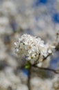 Cheery blossom flowers on spring day Royalty Free Stock Photo