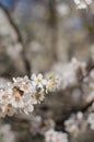 Cheery blossom flowers on spring day Royalty Free Stock Photo