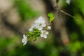 Cheery blossom flowers on spring day Royalty Free Stock Photo