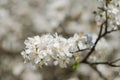 Cheery blossom flowers on spring day Royalty Free Stock Photo