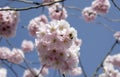 Cheery Blossoms with Honey Bee in Gottingen, Germany Royalty Free Stock Photo