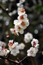 Cheery Blossoms Royalty Free Stock Photo