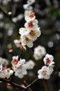 Cheery Blossoms