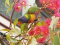 Cheery Loveable Vibrant Rainbow Lorikeet. Royalty Free Stock Photo