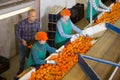 Cheery man and woman workers sorting mandarins