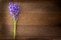 Simple bouquet of small purple flowers in a lay flat format Royalty Free Stock Photo