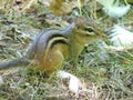 Cheery Striped Eastern Chipmunk on the Forest Floor with White Swan Feathers Royalty Free Stock Photo