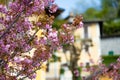 Cheery tree blossoming between colorful houses in Varenna, one of the most picturesque towns on the shore of Lake Como. Charming