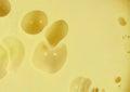 Cheese closeup texture background. Royalty Free Stock Photo