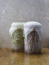 Cheese cloth covered glass jars filled with alfalfa and beet sprouts