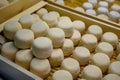 Cheese collection, soft goat French cheese with mold crottin de Chavignol produced near Sancerre, Loire Valley close up