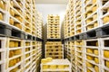 Cheese factory warehouse with shelves stacked with cheese Royalty Free Stock Photo