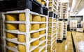 Cheese factory warehouse with shelves stacked with cheese Royalty Free Stock Photo